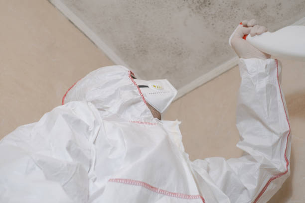 Best White Mold Remediation in Eddyville, KY
