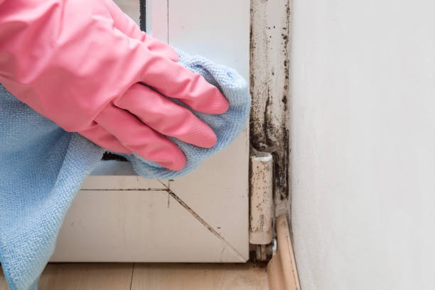 Best Kitchen Mold Remediation in Eddyville, KY