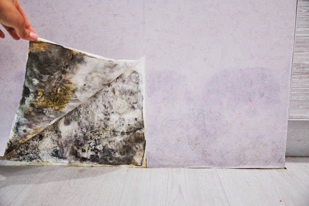 Best Residential Mold Remediation in Eddyville, KY